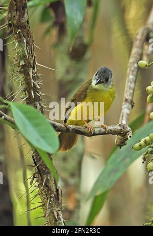 Gelbbauchiger Bulbul (Alophoixus phaeocephalus phaeocephalus) Erwachsener, der im Fruchtbaum Taman Negara NP, Malaysia, thront Februar Stockfoto