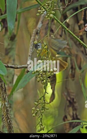 Gelbbauchiger Bulbul (Alophoixus phaeocephalus phaeocephalus), Erwachsener, der sich im Fruchtbaum Taman Negara NP, Malaysia, ernährt Februar Stockfoto