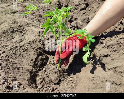 Männlicher Landwirt, der Tomaten im Bio-Garten oder im Gewächshaus pflanzt Stockfoto