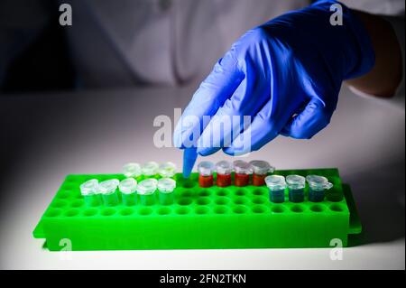 Wissenschaftler, der blaue chemische Lösung in eppendorf-Röhrchenröhrchen herausnimmt Rack auf einem weißen Tischhintergrund für die pharmazeutische Forschung Stockfoto