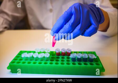Wissenschaftler, die mit Patientenproben des Corona-Virus in einem Molekül arbeiten Biologielabor trägt Handschuhe als Sicherheitsmessung Stockfoto