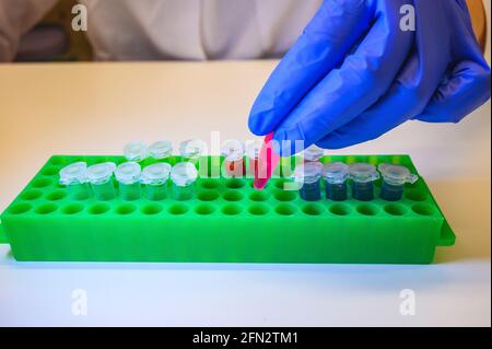 Wissenschaftler, der rosa chemische Lösung in eppendorf-Röhrchenröhrchen herausnimmt Rack auf weißem Tischhintergrund für die klinische Forschung Stockfoto