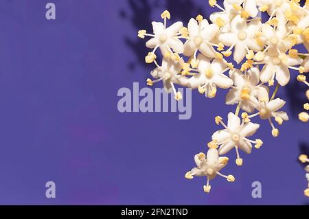 Extreme Makroansicht einer Blüte von Holunderblüten in purèple Hintergrund Stockfoto
