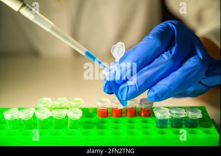 Wissenschaftler im Gesundheitswesen, der mit Corona-Virus-Patientenproben arbeitet In einem molekularbiologischen Labor mit Handschuhen als Sicherheitsmessung Stockfoto