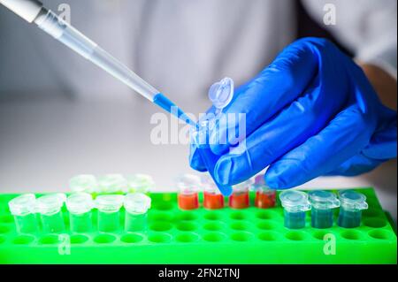 Europäische Gesundheitsfachkraft, die mit Corona-Virus-Patientenproben arbeitet In einem molekularbiologischen Labor mit Handschuhen als Sicherheitsmessung Stockfoto