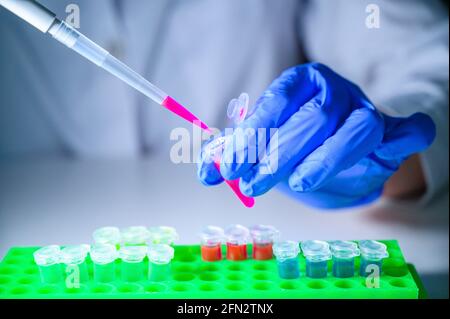 Europäische Gesundheitsfachkraft, die mit Corona-Virus-Patientenproben arbeitet Vom Patienten, der Handschuhe als Sicherheitsmessung trägt Stockfoto