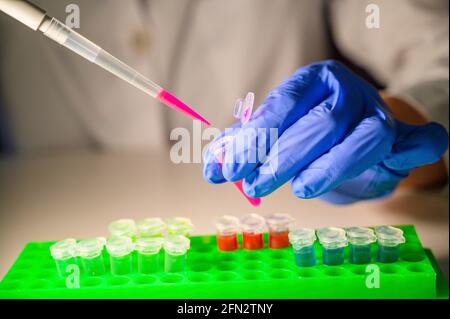 Europäische Frau, die mit Corona-Virus-Patientenproben von Patienten arbeitet Tragen von Handschuhen als Sicherheitsmessung Stockfoto