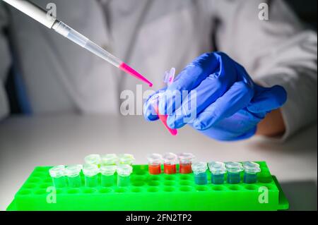 Wissenschaftler, die mit rosa Lösung in eppendorf-Röhrchen und Pipette arbeiten Für die biomedizinische Forschung mit Röhrengestell auf einer weißen Bank Hintergrund Stockfoto