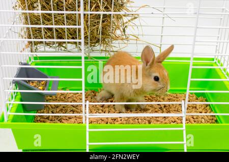 Ein niedliches kleines Ingwerkaninchen sitzt in einem Käfig. Ein schönes Haustier. Flauschiges Tier, Fell. Zu Hause, Freude. Stockfoto