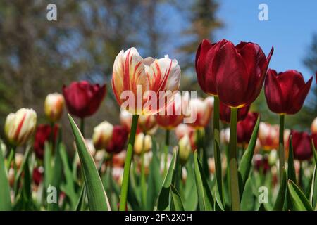 Ottawa, Kanada. Mai 2021. „National Velvet und „Canada 150“-Tulpen werden beim Ottawa Tulip Festival im Commissioner's Park ausgestellt. Das Festival, das morgen, am 14. Mai, offiziell eröffnet wird, findet jährlich statt, um das historische königliche Geschenk der Tulpen aus den Niederlanden an die Kanadier nach dem Zweiten Weltkrieg zu feiern Obwohl die Gärten in diesem Jahr für die lokale Öffentlichkeit zugänglich sind, werden alle Vorführungs-, Programming- und Out-of-Town-Partizipation nur online stattfinden, da aufgrund der laufenden „Stay-at-Home“-Reihenfolge in der Provinz Ontario aufgrund der fortlaufenden Pandemie. Kredit: Meanderingemu/Alamy Live Nachrichten Stockfoto