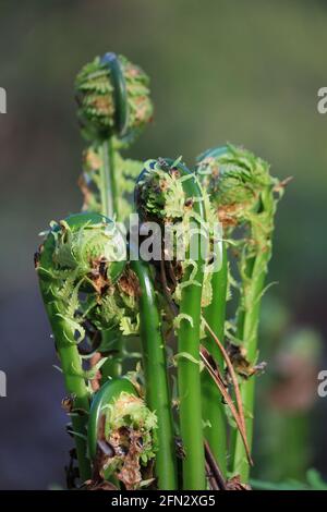 Matteuccia struthiopteris, Fiddle Fern, Straußenfarn, Federockenfarn. Grüne Sprossen von Farn, ähnlich Locken oder Spiralen, im Sonnenlicht im Wald. Stockfoto