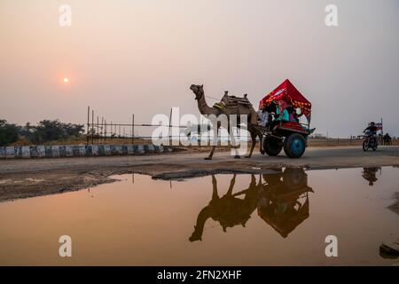Verschiedene Kamele auf der Pushkar Camel Fair Stockfoto