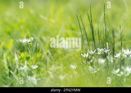 Ornithogalum umbellatum natürlichen Hintergrund in hellgrünen Farben mit Platz Für Nahaufnahme-Makro Stockfoto