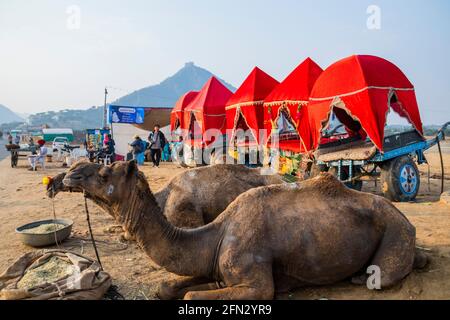 Verschiedene Kamele auf der Pushkar Camel Fair Stockfoto