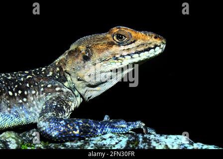 Nahaufnahme der Kashmir-Felsenagama (Laudakia tuberculata). Stockfoto