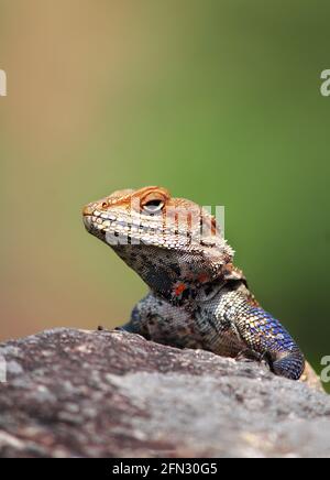 Kashmir-Rock-Agama (Laudakia tuberculata), die sich sonnt und unter Hals und Vordergliedern gefärbt ist. Stockfoto