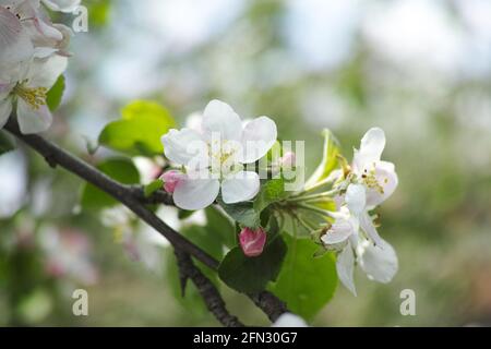 Eine Blüte auf einem Apfelbaum. Nahaufnahme. Stockfoto