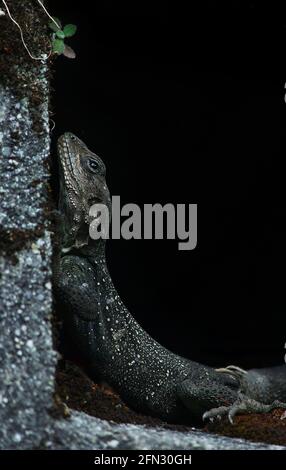 Kashmir-Rock-Agama (Laudakia tuberculata), das eine faule Pose gibt. Stockfoto