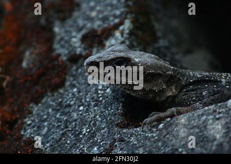 Kashmir-Felsenagama (Laudakia tuberculata), Nahaufnahme des Kopfes. Stockfoto