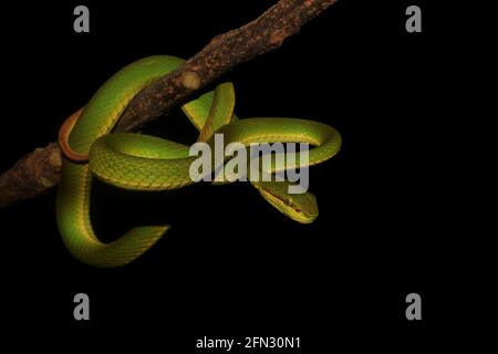 Die Pit Viper eines Salazars (Trimeresurus salazar) rollte sich in einer defensiven Pose, bereit, bei Bedarf zu schlagen. Stockfoto
