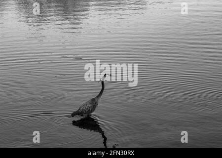 Graustufenaufnahme eines Blaureiher im See Stockfoto