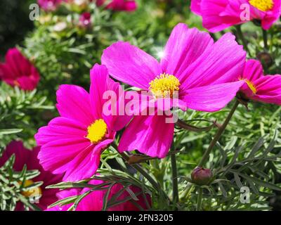 Natürlicher Hintergrund mit bunten Blumen mit Lichtstrahl Stockfoto
