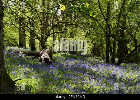 Bluebelt um einen verfaulenden Baumstamm im getupften Schatten Eines alten Mischwaldes in Somerset.UK Stockfoto