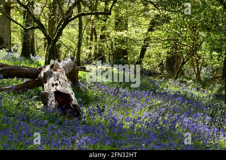 Bluebelt um einen verfaulenden Baumstamm im getupften Schatten Eines alten Mischwaldes in Somerset.UK Stockfoto