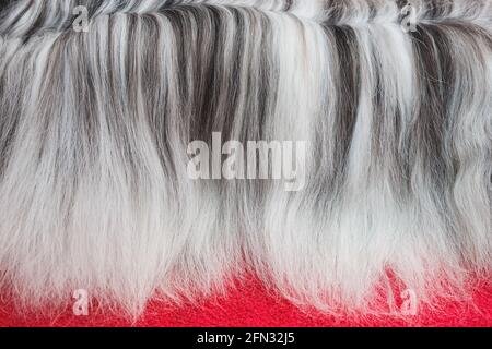 Schwarz-weiße Hundehaare. Nahaufnahme der tibetischen Terrier Hundehaare. Langhaarige Hundepflege. Tierpflege Stockfoto