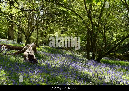 Bluebelt um einen verfaulenden Baumstamm im getupften Schatten Eines alten Mischwaldes in Somerset.UK Stockfoto