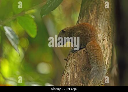 Graubauchiger Eichhörnchen (Callosciurus caniceps concolor), Erwachsener, der auf dem Baum Taman Negara NP, Malaysia, steht Februar Stockfoto