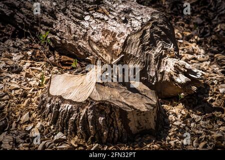 biberaktivität, Kauen, Fällen von Bäumen auf dem Bauernhof. Stockfoto