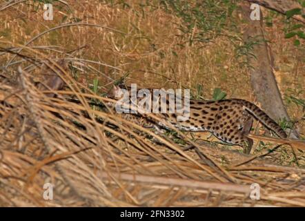 Leopard Cat (Prionailurus bengalensis) Erwachsene männliche Jagd in der Palmenplantage Taman Negara, Malaysia Februar 2014 Stockfoto