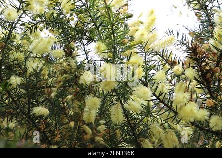 Acacia verticillata Prickly Moses – Haufen blassgelber flauschiger Blüten und stacheliger nadelähnlicher Blätter, Mai, England, Großbritannien Stockfoto
