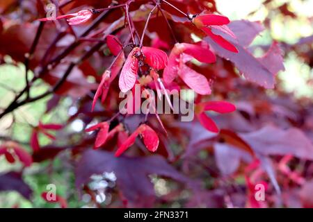 Acer palmatum ‘Bloodgood’ Bloodgood japanischer Ahorn – lila rote Blätter und geflügelte schockierende rosa Samenkapseln, Mai, England, Großbritannien Stockfoto