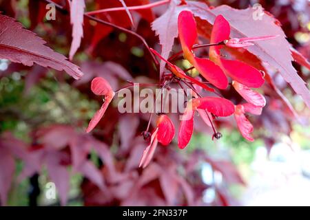 Acer palmatum ‘Bloodgood’ Bloodgood japanischer Ahorn – lila rote Blätter und geflügelte schockierende rosa Samenkapseln, Mai, England, Großbritannien Stockfoto