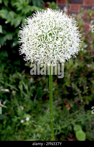 Allium stipitatum ‘White Giant’ Persian Shallot White Giant - kugelförmige Dolde aus weißen sternförmigen Blüten auf hohem Stamm, Mai, England, Großbritannien Stockfoto