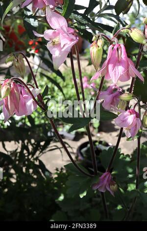 Aquilegia vulgaris ‘Pink Flamingo’ Columbine / Granny’s Bonnet Pink Flamingo - hängende rosa Blüten mit kurzen gewellten Ausläufern, Mai, England, UK Stockfoto