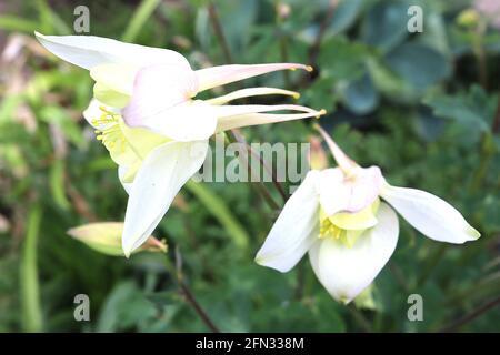 Aquilegia ‘White Star’ Columbine / Granny’s Bonnet White Star – blassgelbe Blüten mit weißen, ausgestellten Sepalen und langen, geraden, gelbspitzen Spornen, Stockfoto