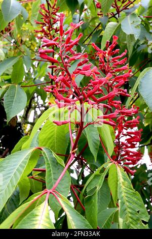 Aesculus pavia ‘atrosanguinea’ roter Buckeye atrosanguinea – spärliche Rispen mit langen schmalen röhrenförmigen roten Blüten, Mai, England, Großbritannien Stockfoto