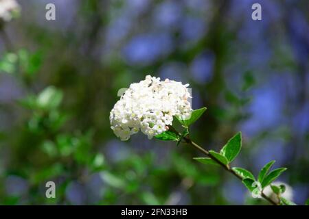 Seitenansicht des schönen Schneeballs in voller Blüte oder Viburnum carlesii Blumen Stockfoto