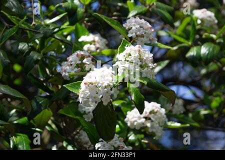 Koreanische Gewürz Viburnum weiß und weich rosa Blüten in frühen Mai in deutschland Stockfoto