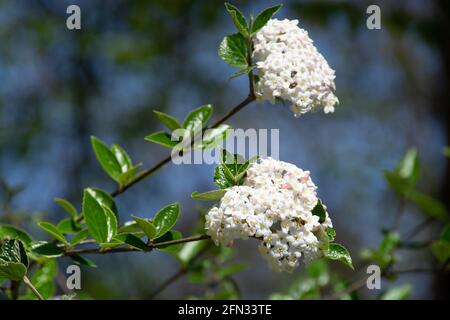 viburnum carlesii oder koreanisches Gewürz Viburnum mit blassrosa Blüten Mit runden Clustern Stockfoto