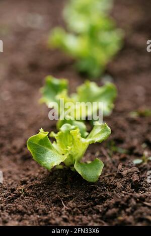 Butterkopfsalat „Leny“-Sämlinge (Lactuca sativa var.capitata) Stockfoto
