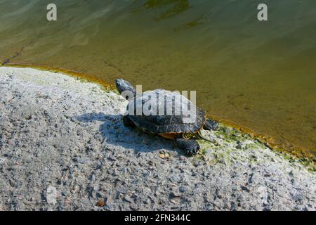 Amphibienschildkröte im Stadtpark. Das Tier sonnt sich in der Sonne. Stockfoto