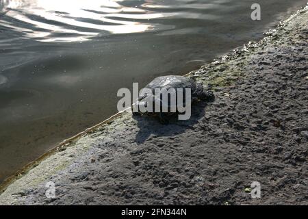 Amphibienschildkröte im Stadtpark. Das Tier sonnt sich in der Sonne. Stockfoto
