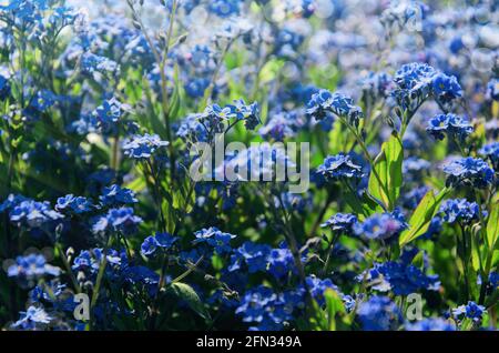 Vergiss mich nicht Blumen Hintergrund. Blaue Blüten blühen an sonnigen Tagen. Symbol der wahren Liebe Stockfoto