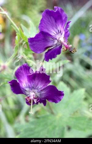 Geranium phaeum ‘Lily Lovell’ Dusky Cranes Bill Lily Lovell - lila Blüten mit weißem Zentrum, frische grüne gelappte Blätter, Mai, England, Großbritannien Stockfoto