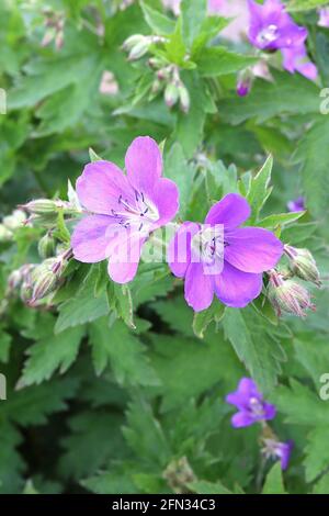 Geranium maculatum ‘Spring Purple’ Gefleckter Cranesbill Spring Purple – violette Blüten mit schwachen dunklen Adern, Mai, England, Großbritannien Stockfoto