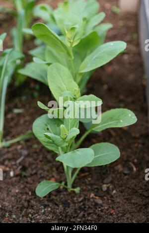 Komatsuna-Pflanzen (Brassica rapa subsp. Nipposinica) Stockfoto